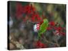 A Plain Parakeet, Brotogeris Tirica, Resting and Eating on a Coral Tree-Alex Saberi-Stretched Canvas