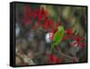 A Plain Parakeet, Brotogeris Tirica, Resting and Eating on a Coral Tree-Alex Saberi-Framed Stretched Canvas