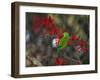 A Plain Parakeet, Brotogeris Tirica, Resting and Eating on a Coral Tree-Alex Saberi-Framed Photographic Print