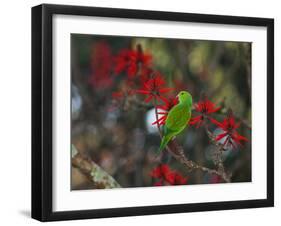 A Plain Parakeet, Brotogeris Tirica, Resting and Eating on a Coral Tree-Alex Saberi-Framed Photographic Print