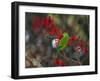 A Plain Parakeet, Brotogeris Tirica, Resting and Eating on a Coral Tree-Alex Saberi-Framed Photographic Print