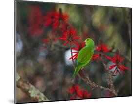 A Plain Parakeet, Brotogeris Tirica, Resting and Eating on a Coral Tree-Alex Saberi-Mounted Photographic Print