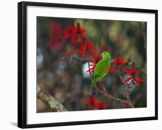 A Plain Parakeet, Brotogeris Tirica, Resting and Eating on a Coral Tree-Alex Saberi-Framed Photographic Print
