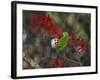 A Plain Parakeet, Brotogeris Tirica, Resting and Eating on a Coral Tree-Alex Saberi-Framed Photographic Print