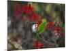 A Plain Parakeet, Brotogeris Tirica, Resting and Eating on a Coral Tree-Alex Saberi-Mounted Photographic Print