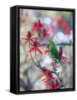 A Plain Parakeet, Brotogeris Tirica, Resting and Eating on a Coral Tree-Alex Saberi-Framed Stretched Canvas