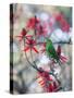 A Plain Parakeet, Brotogeris Tirica, Resting and Eating on a Coral Tree-Alex Saberi-Stretched Canvas