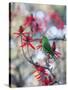 A Plain Parakeet, Brotogeris Tirica, Resting and Eating on a Coral Tree-Alex Saberi-Stretched Canvas