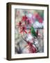 A Plain Parakeet, Brotogeris Tirica, Resting and Eating on a Coral Tree-Alex Saberi-Framed Photographic Print