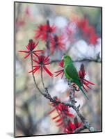 A Plain Parakeet, Brotogeris Tirica, Resting and Eating on a Coral Tree-Alex Saberi-Mounted Photographic Print