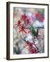 A Plain Parakeet, Brotogeris Tirica, Resting and Eating on a Coral Tree-Alex Saberi-Framed Photographic Print