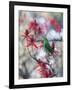 A Plain Parakeet, Brotogeris Tirica, Resting and Eating on a Coral Tree-Alex Saberi-Framed Photographic Print