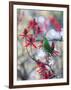 A Plain Parakeet, Brotogeris Tirica, Resting and Eating on a Coral Tree-Alex Saberi-Framed Photographic Print