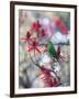 A Plain Parakeet, Brotogeris Tirica, Resting and Eating on a Coral Tree-Alex Saberi-Framed Photographic Print