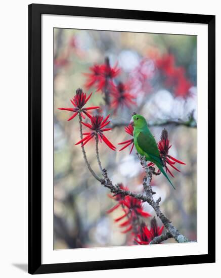 A Plain Parakeet, Brotogeris Tirica, Resting and Eating on a Coral Tree-Alex Saberi-Framed Photographic Print