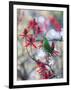 A Plain Parakeet, Brotogeris Tirica, Resting and Eating on a Coral Tree-Alex Saberi-Framed Photographic Print