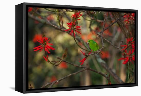 A Plain Parakeet, Brotogeris Tirica, Resting and Eating on a Coral Tree-Alex Saberi-Framed Stretched Canvas