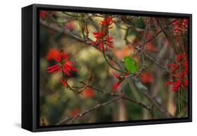 A Plain Parakeet, Brotogeris Tirica, Resting and Eating on a Coral Tree-Alex Saberi-Framed Stretched Canvas