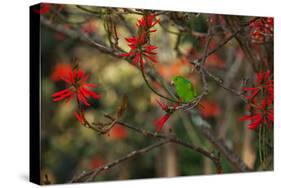 A Plain Parakeet, Brotogeris Tirica, Resting and Eating on a Coral Tree-Alex Saberi-Stretched Canvas