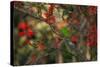 A Plain Parakeet, Brotogeris Tirica, Resting and Eating on a Coral Tree-Alex Saberi-Stretched Canvas