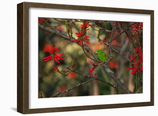 A Plain Parakeet, Brotogeris Tirica, Resting and Eating on a Coral Tree-Alex Saberi-Framed Photographic Print