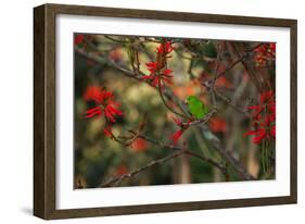 A Plain Parakeet, Brotogeris Tirica, Resting and Eating on a Coral Tree-Alex Saberi-Framed Photographic Print