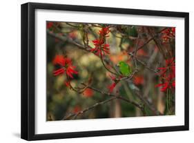 A Plain Parakeet, Brotogeris Tirica, Resting and Eating on a Coral Tree-Alex Saberi-Framed Photographic Print