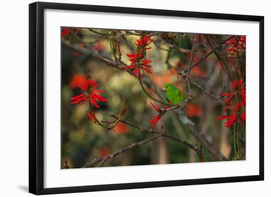 A Plain Parakeet, Brotogeris Tirica, Resting and Eating on a Coral Tree-Alex Saberi-Framed Photographic Print