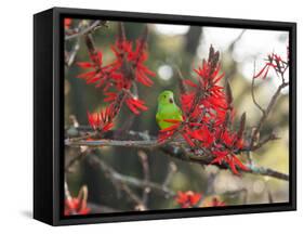 A Plain Parakeet, Brotogeris Tirica, Resting in a Coral Tree-Alex Saberi-Framed Stretched Canvas