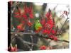 A Plain Parakeet, Brotogeris Tirica, Resting in a Coral Tree-Alex Saberi-Stretched Canvas