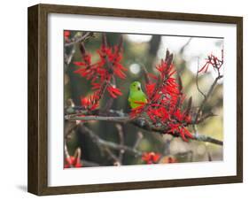 A Plain Parakeet, Brotogeris Tirica, Resting in a Coral Tree-Alex Saberi-Framed Photographic Print