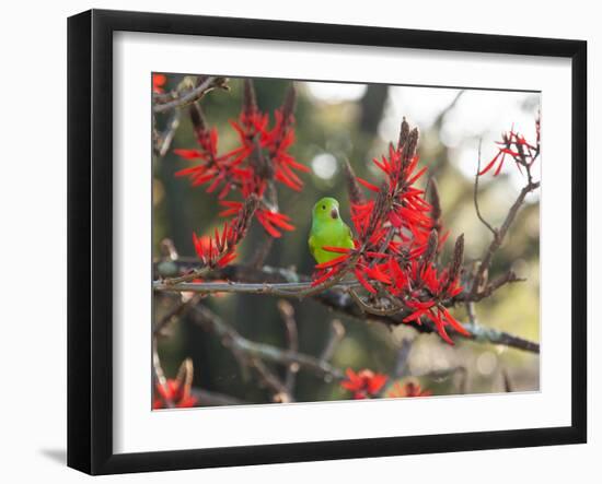 A Plain Parakeet, Brotogeris Tirica, Resting in a Coral Tree-Alex Saberi-Framed Photographic Print