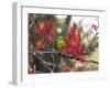 A Plain Parakeet, Brotogeris Tirica, Resting in a Coral Tree-Alex Saberi-Framed Photographic Print