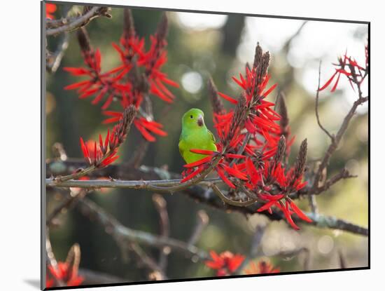 A Plain Parakeet, Brotogeris Tirica, Resting in a Coral Tree-Alex Saberi-Mounted Photographic Print