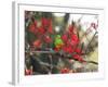 A Plain Parakeet, Brotogeris Tirica, Resting in a Coral Tree-Alex Saberi-Framed Photographic Print