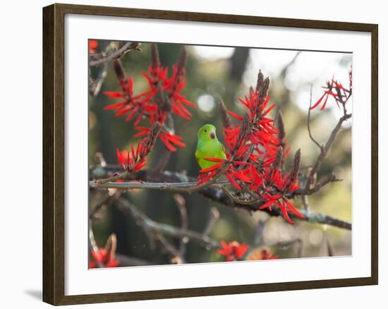 A Plain Parakeet, Brotogeris Tirica, Resting in a Coral Tree-Alex Saberi-Framed Photographic Print