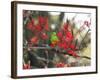 A Plain Parakeet, Brotogeris Tirica, Resting in a Coral Tree-Alex Saberi-Framed Photographic Print