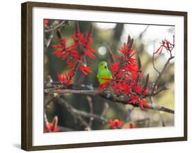 A Plain Parakeet, Brotogeris Tirica, Resting in a Coral Tree-Alex Saberi-Framed Photographic Print