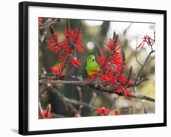 A Plain Parakeet, Brotogeris Tirica, Resting in a Coral Tree-Alex Saberi-Framed Photographic Print