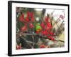 A Plain Parakeet, Brotogeris Tirica, Resting in a Coral Tree-Alex Saberi-Framed Photographic Print