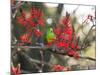 A Plain Parakeet, Brotogeris Tirica, Resting in a Coral Tree-Alex Saberi-Mounted Photographic Print