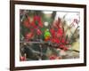 A Plain Parakeet, Brotogeris Tirica, Resting in a Coral Tree-Alex Saberi-Framed Photographic Print