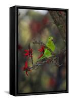 A Plain Parakeet, Brotogeris Tirica, Resting in a Coral Tree-Alex Saberi-Framed Stretched Canvas