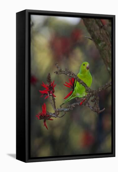 A Plain Parakeet, Brotogeris Tirica, Resting in a Coral Tree-Alex Saberi-Framed Stretched Canvas