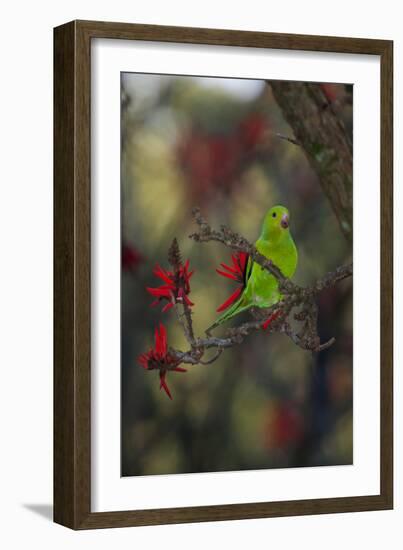 A Plain Parakeet, Brotogeris Tirica, Resting in a Coral Tree-Alex Saberi-Framed Photographic Print