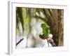 A Plain Parakeet, Brotogeris Tirica, Resting on a Branch-Alex Saberi-Framed Photographic Print