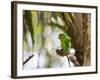 A Plain Parakeet, Brotogeris Tirica, Resting on a Branch-Alex Saberi-Framed Photographic Print