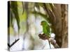 A Plain Parakeet, Brotogeris Tirica, Resting on a Branch-Alex Saberi-Stretched Canvas