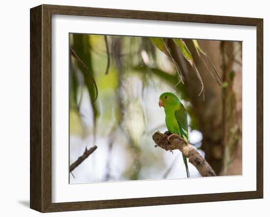 A Plain Parakeet, Brotogeris Tirica, Resting on a Branch-Alex Saberi-Framed Photographic Print