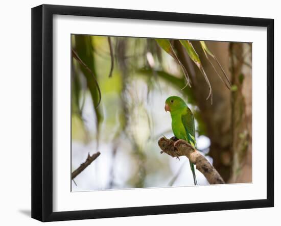 A Plain Parakeet, Brotogeris Tirica, Resting on a Branch-Alex Saberi-Framed Photographic Print